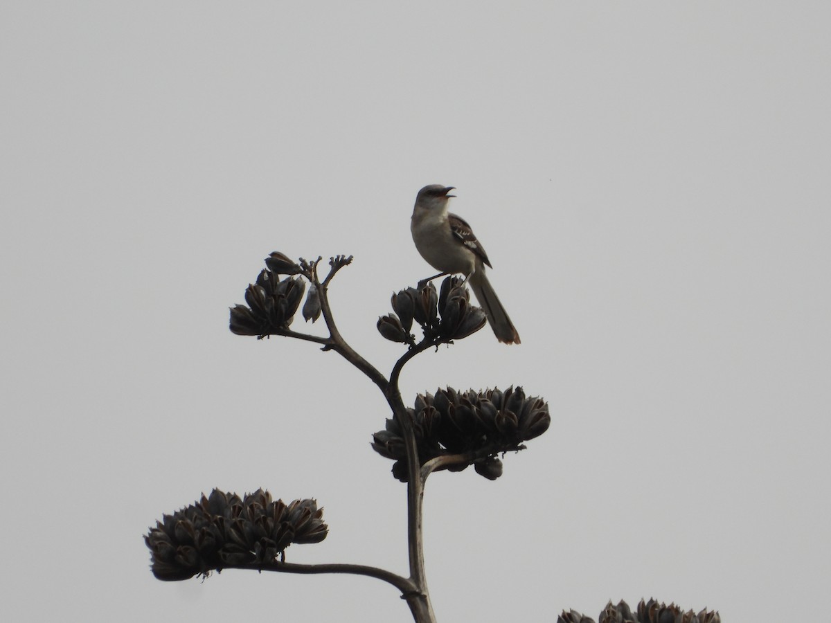 Northern Mockingbird - Manuel Alejandro Rodriguez Martinez