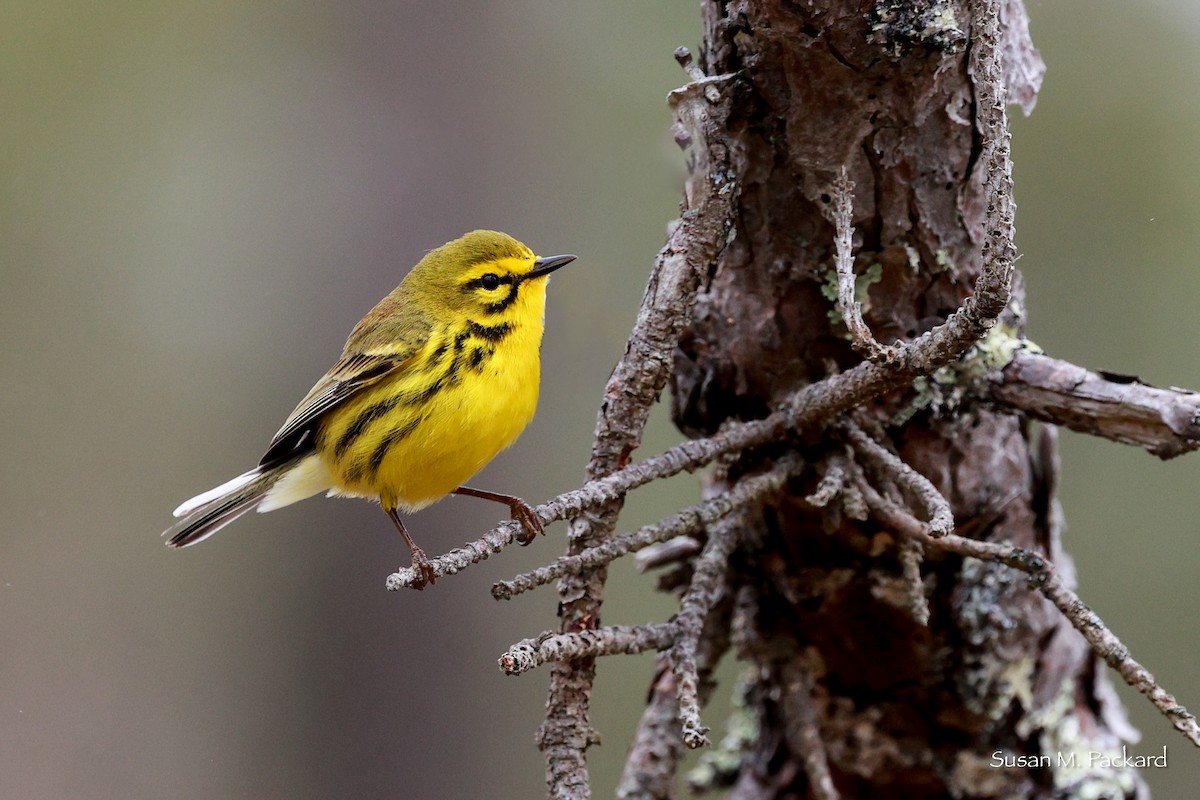 Prairie Warbler - ML619290184