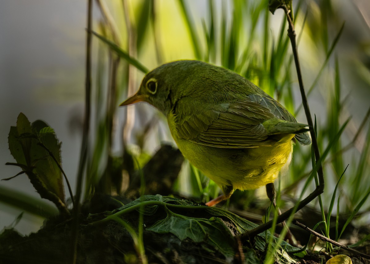 Connecticut Warbler - William Rideout