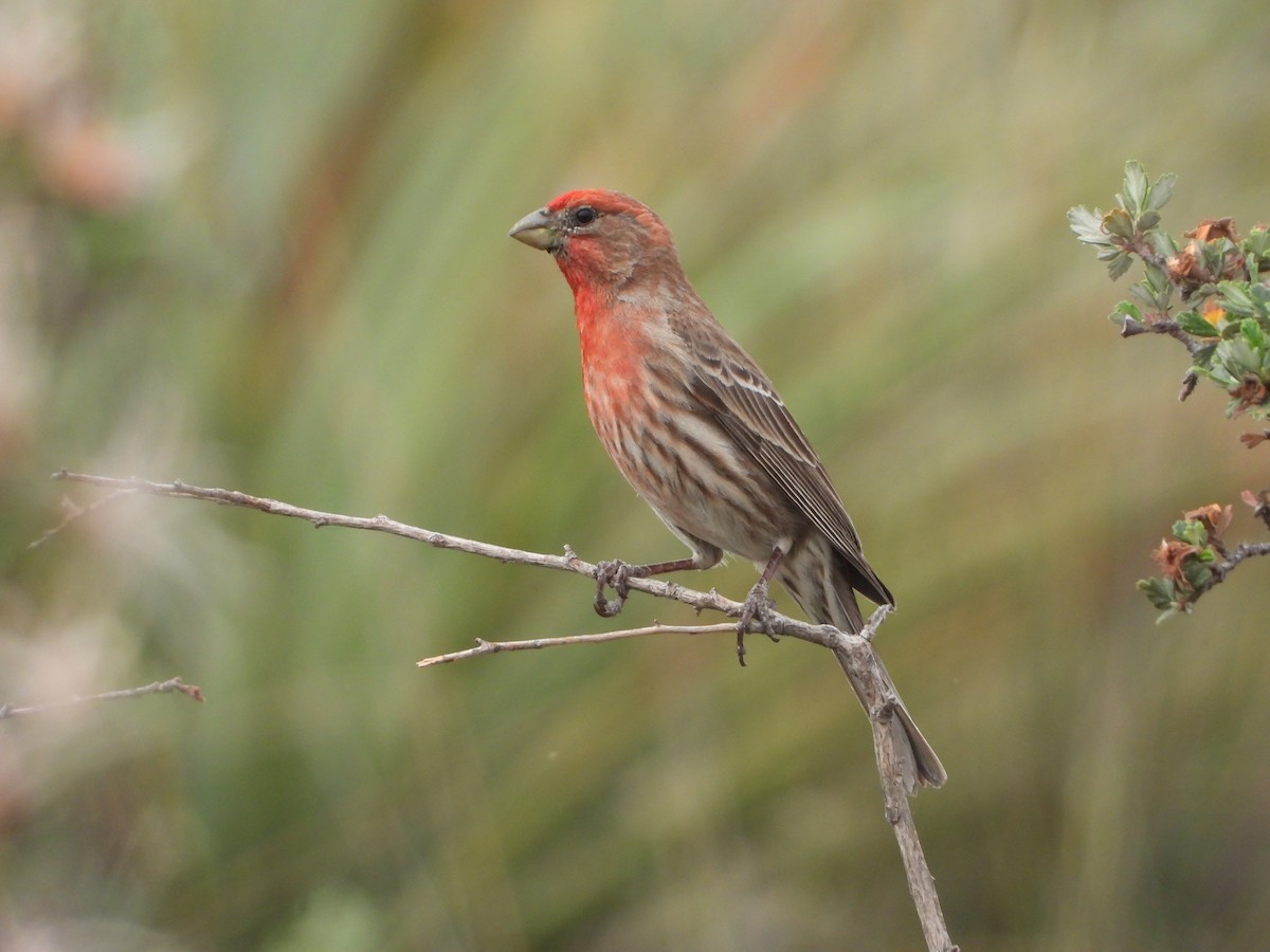 House Finch - Manuel Alejandro Rodriguez Martinez