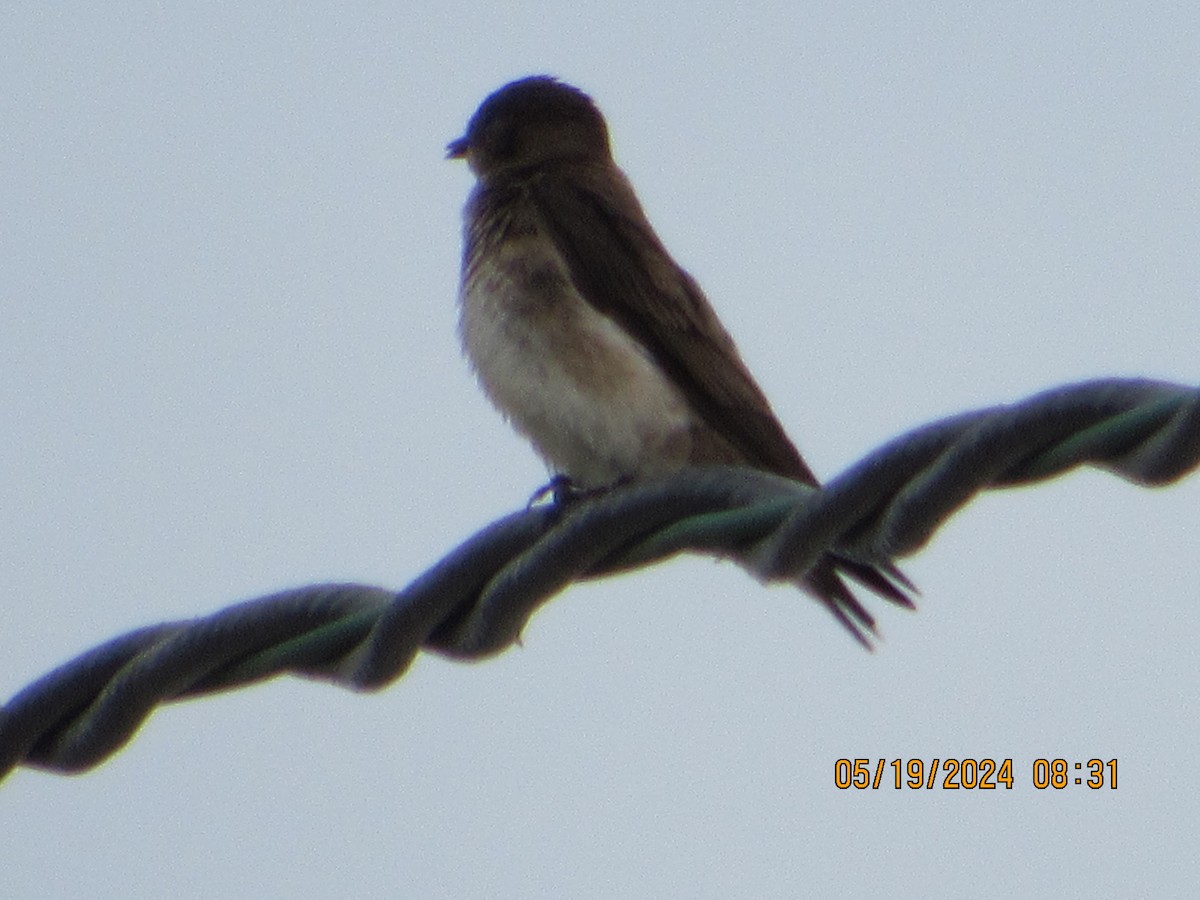 Northern Rough-winged Swallow - ML619290208