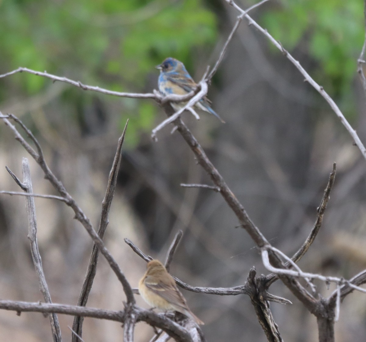 Lazuli x Indigo Bunting (hybrid) - Brennen Stotts