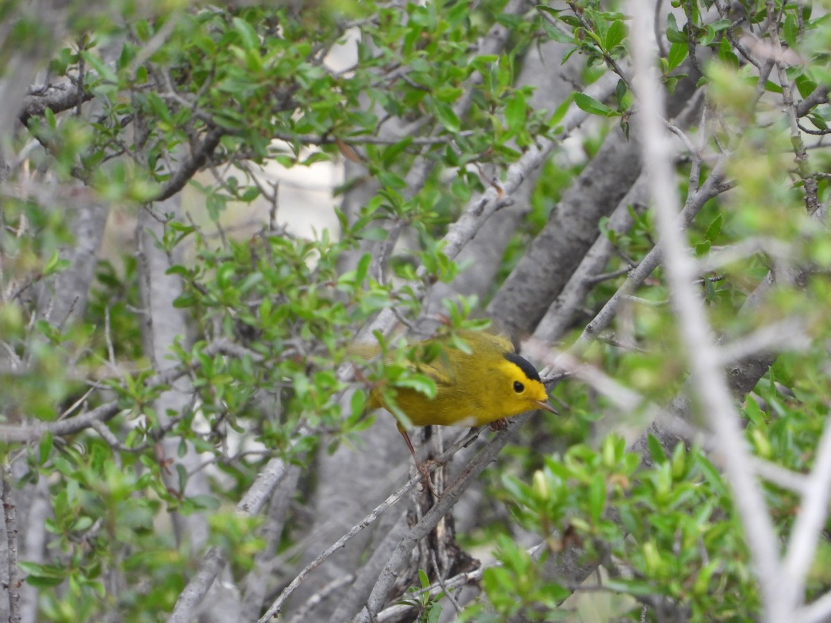 Wilson's Warbler - Manuel Alejandro Rodriguez Martinez