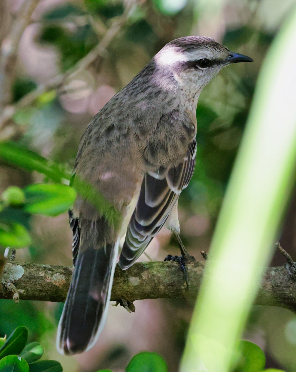 Chalk-browed Mockingbird - Anonymous