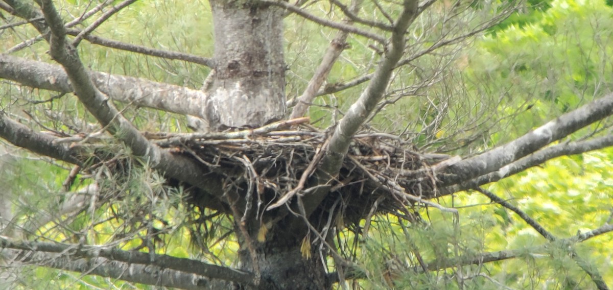 Bald Eagle - Wendy Ward