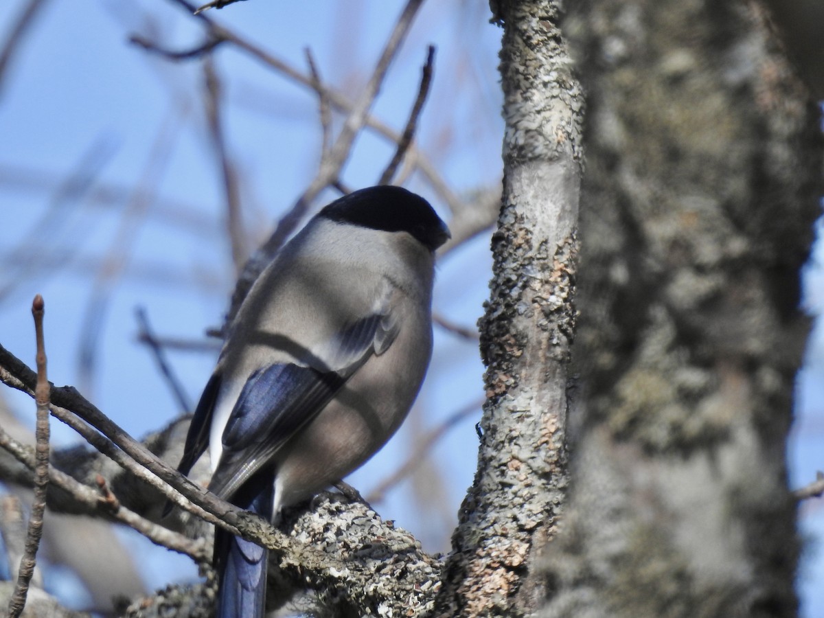 Eurasian Bullfinch - Craig Jackson