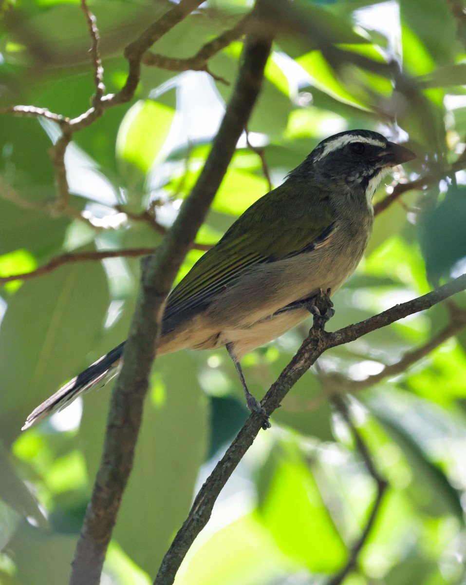 Green-winged Saltator - Anonymous