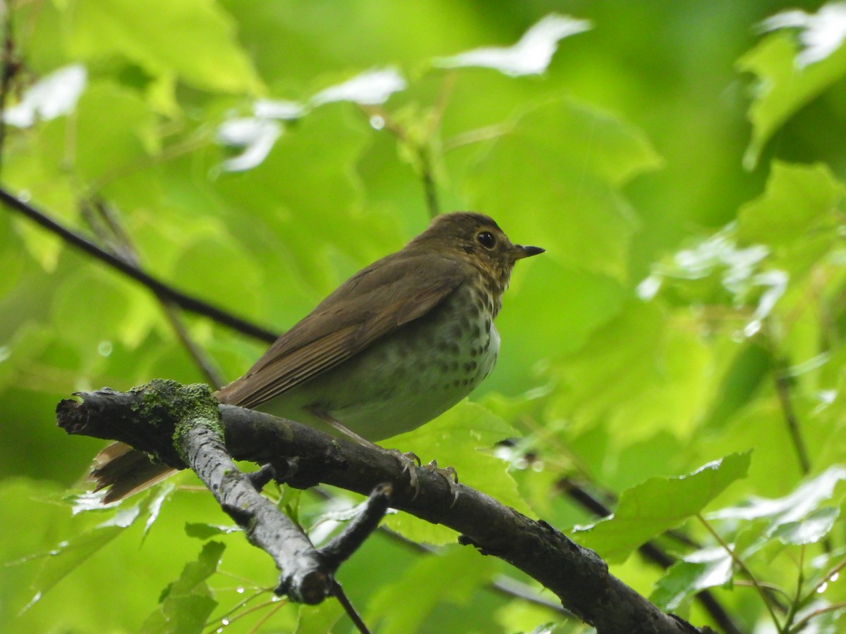 Swainson's Thrush - Pete Huffer