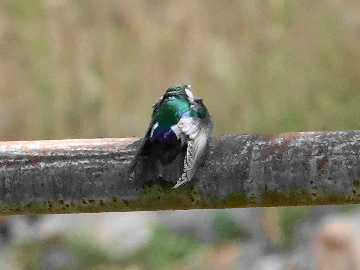Violet-green Swallow - Peter Herstein