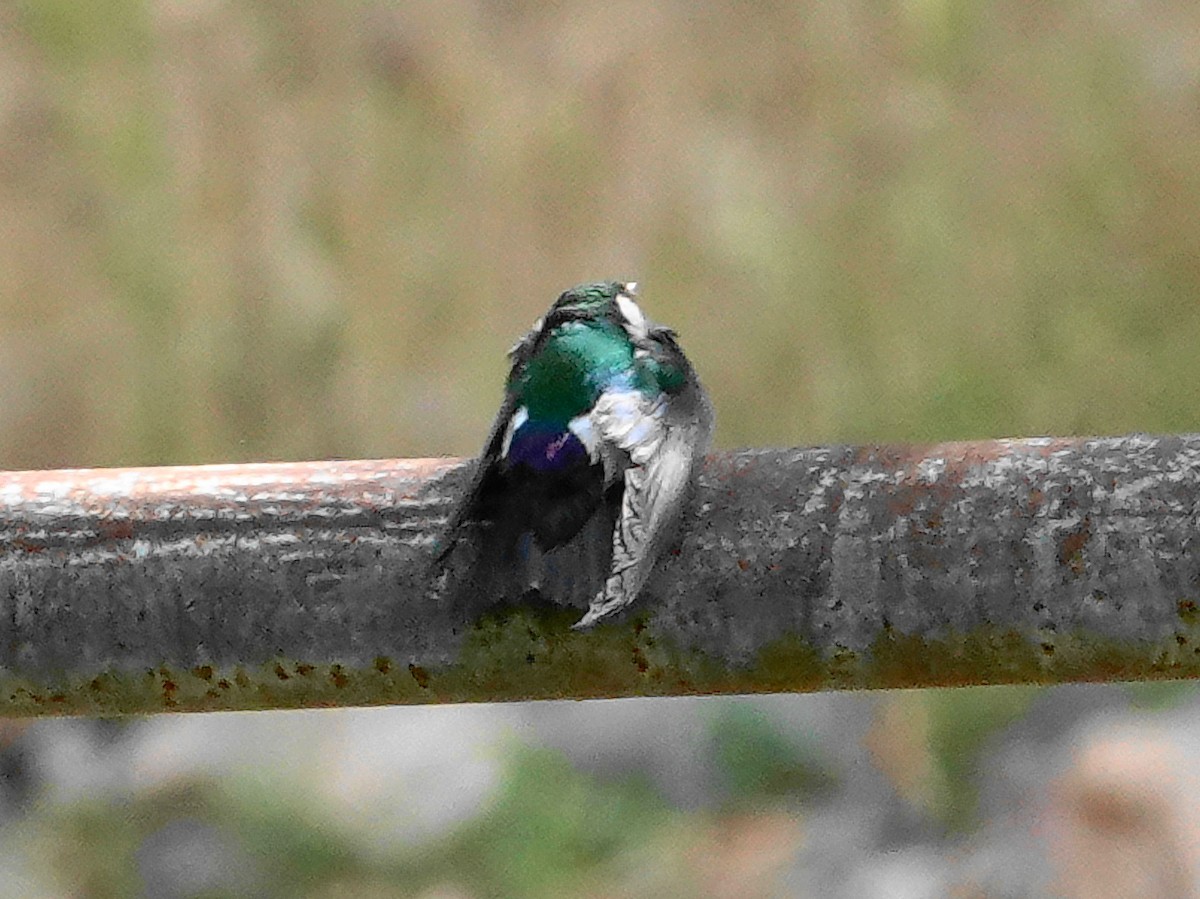 Hirondelle à face blanche - ML619290279