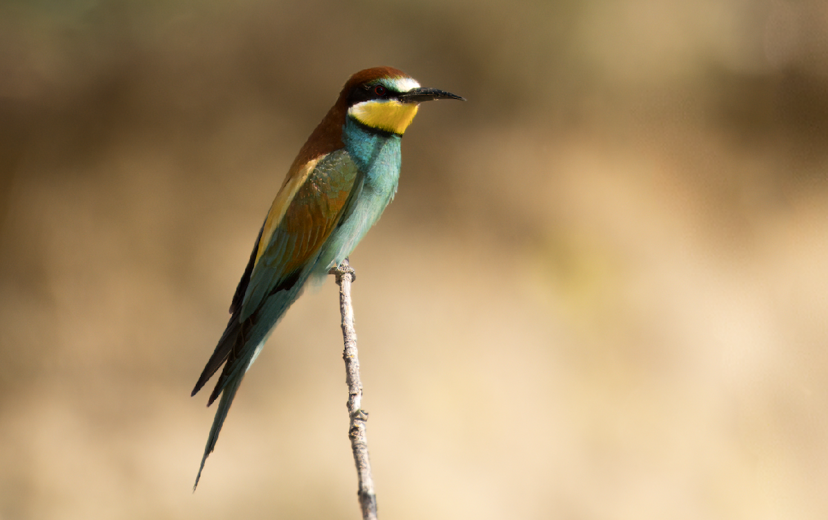 European Bee-eater - Michal Ujčík