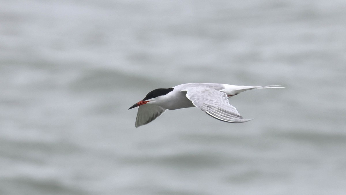 Common Tern - Erik Nielsen