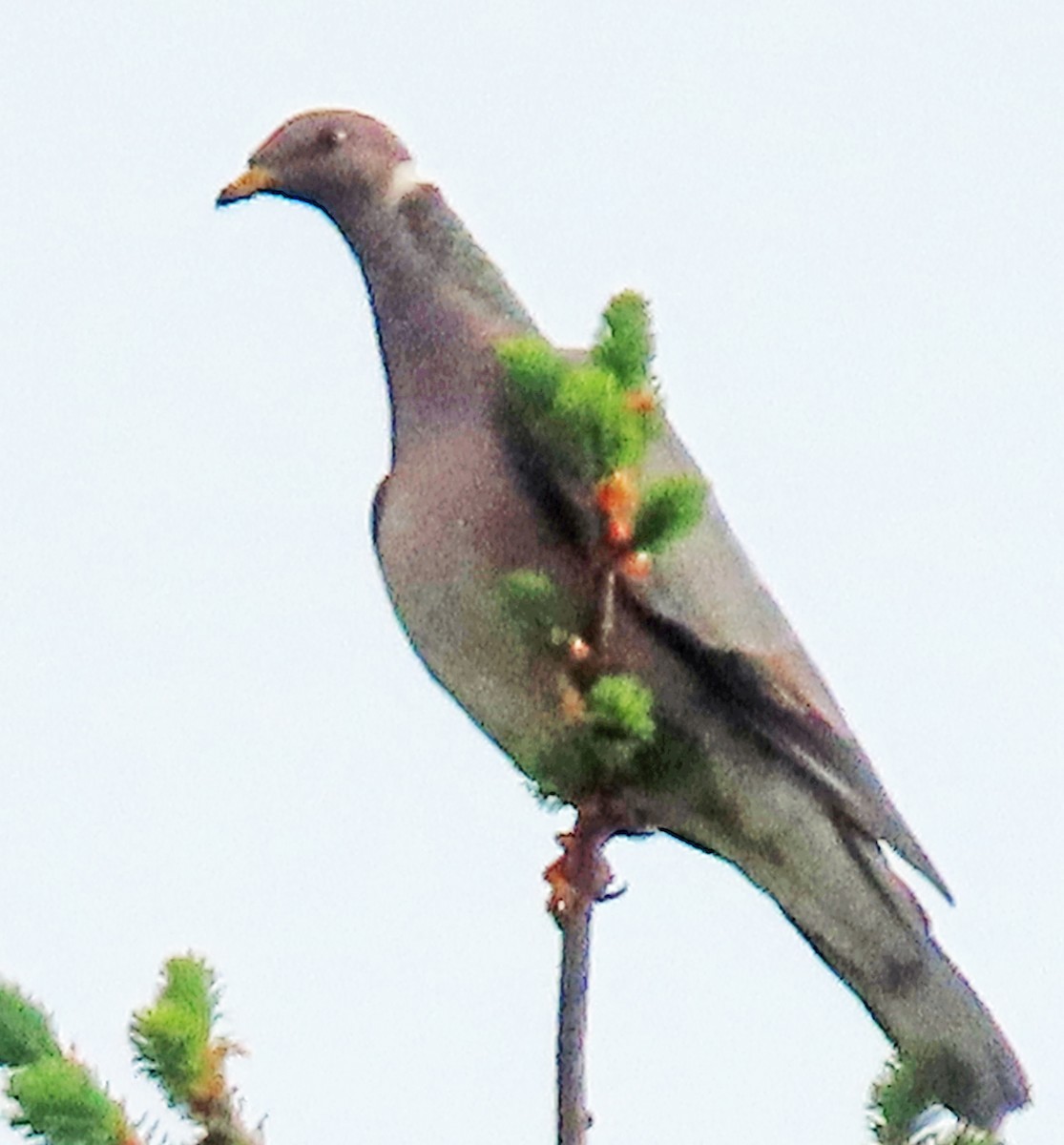 Band-tailed Pigeon - Jim Scott