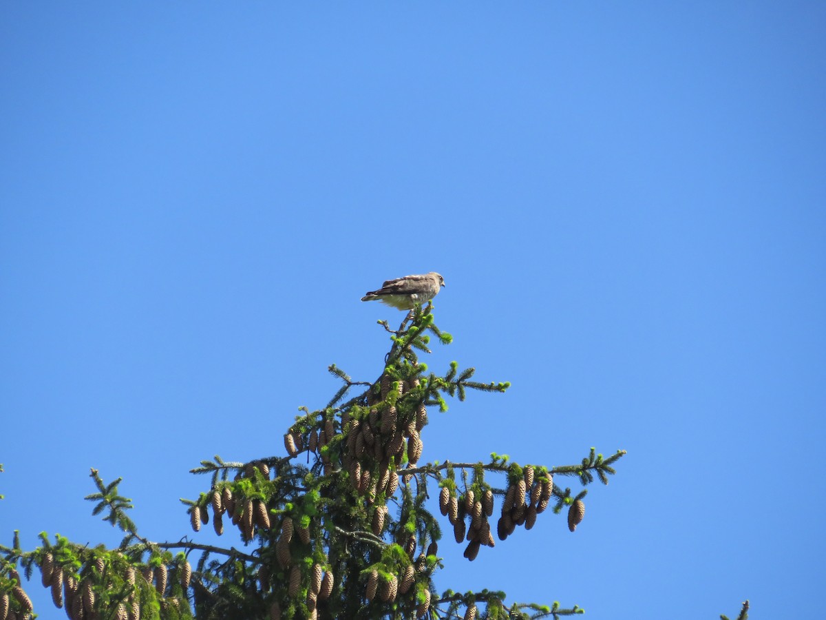 Broad-winged Hawk - John Haas