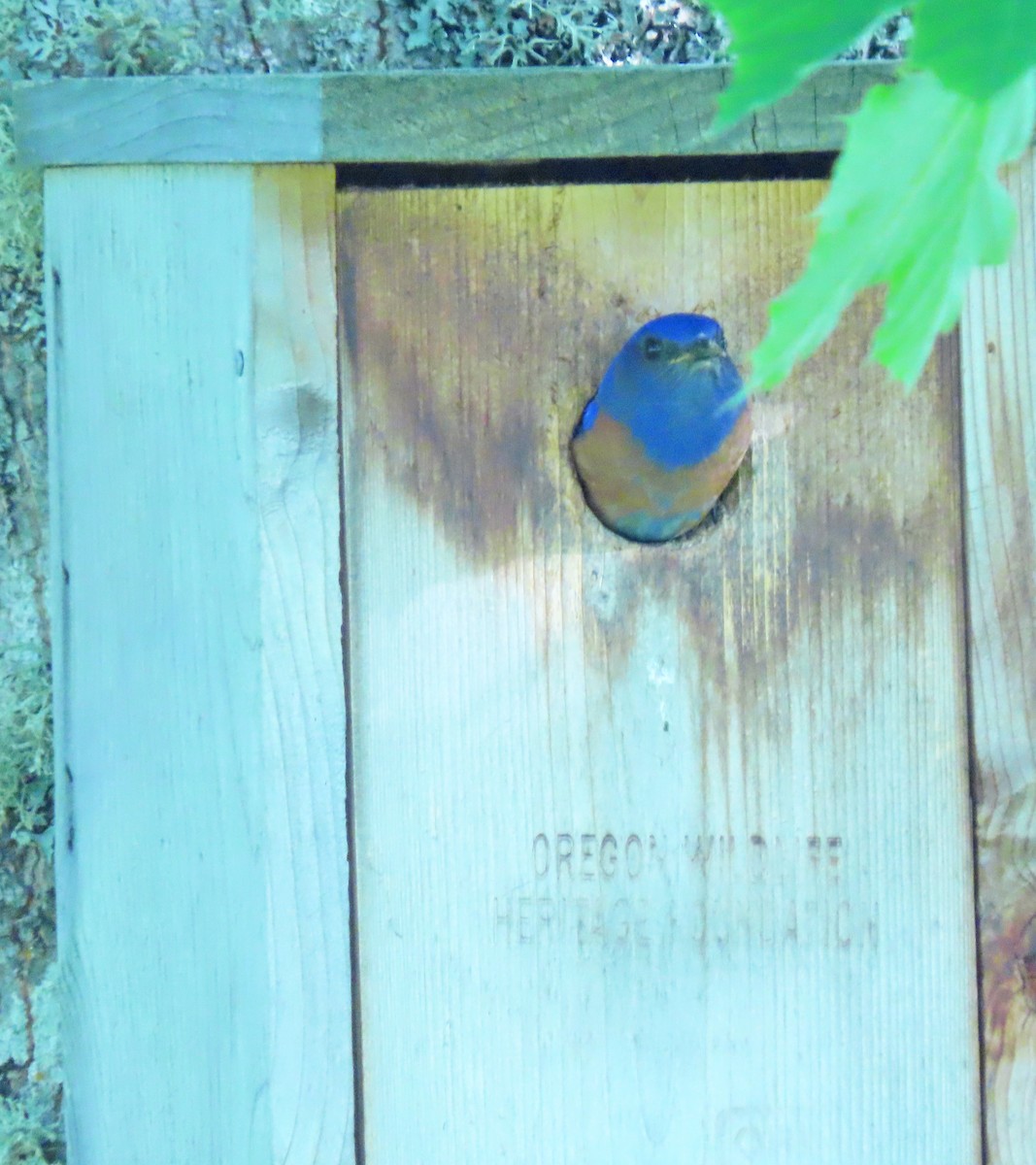 Western Bluebird - Jim Scott