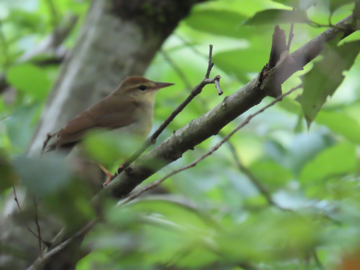 Swainson's Warbler - Susan Wright