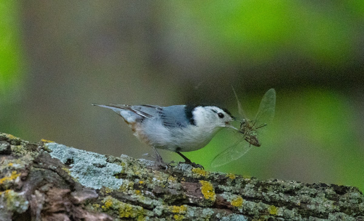 White-breasted Nuthatch - Anuj Ghimire