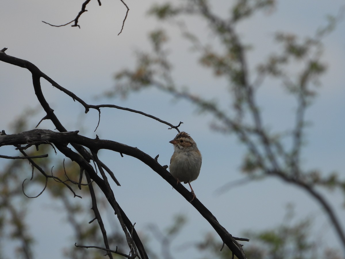 Clay-colored Sparrow - Manuel Alejandro Rodriguez Martinez