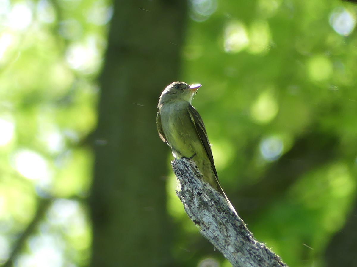 Eastern Wood-Pewee - Anonymous