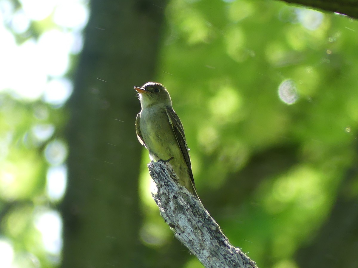 Eastern Wood-Pewee - Anonymous