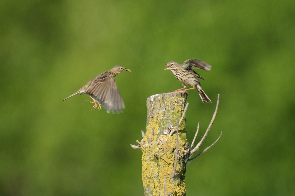 Meadow Pipit - ML619290337