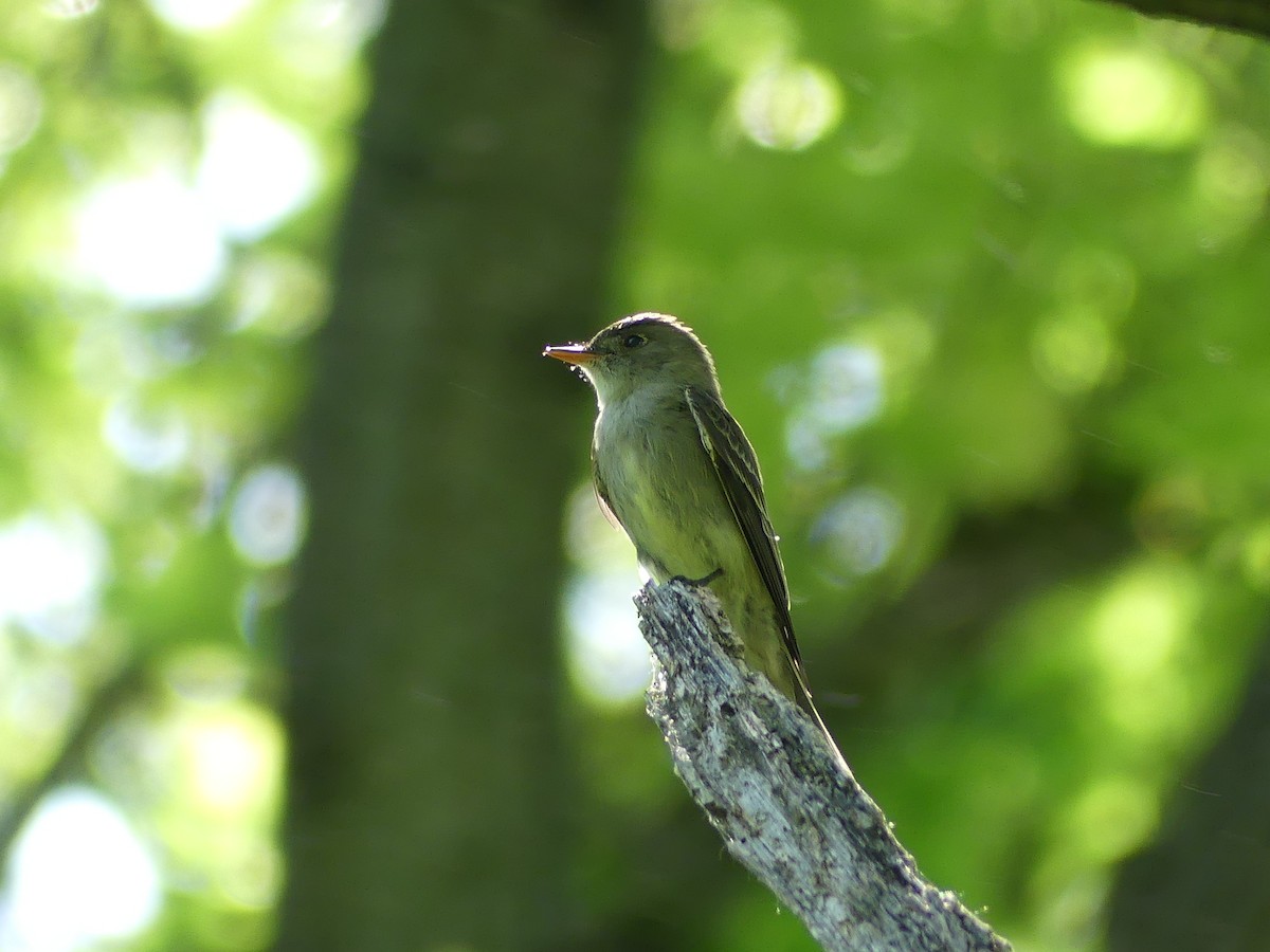 Eastern Wood-Pewee - Anonymous