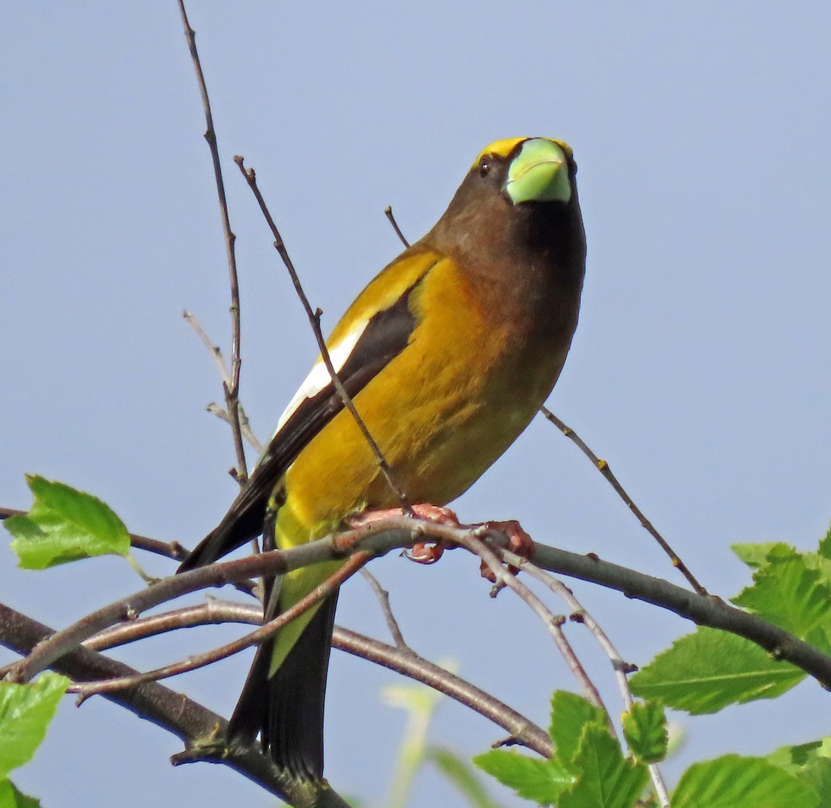 Evening Grosbeak - Jim Scott