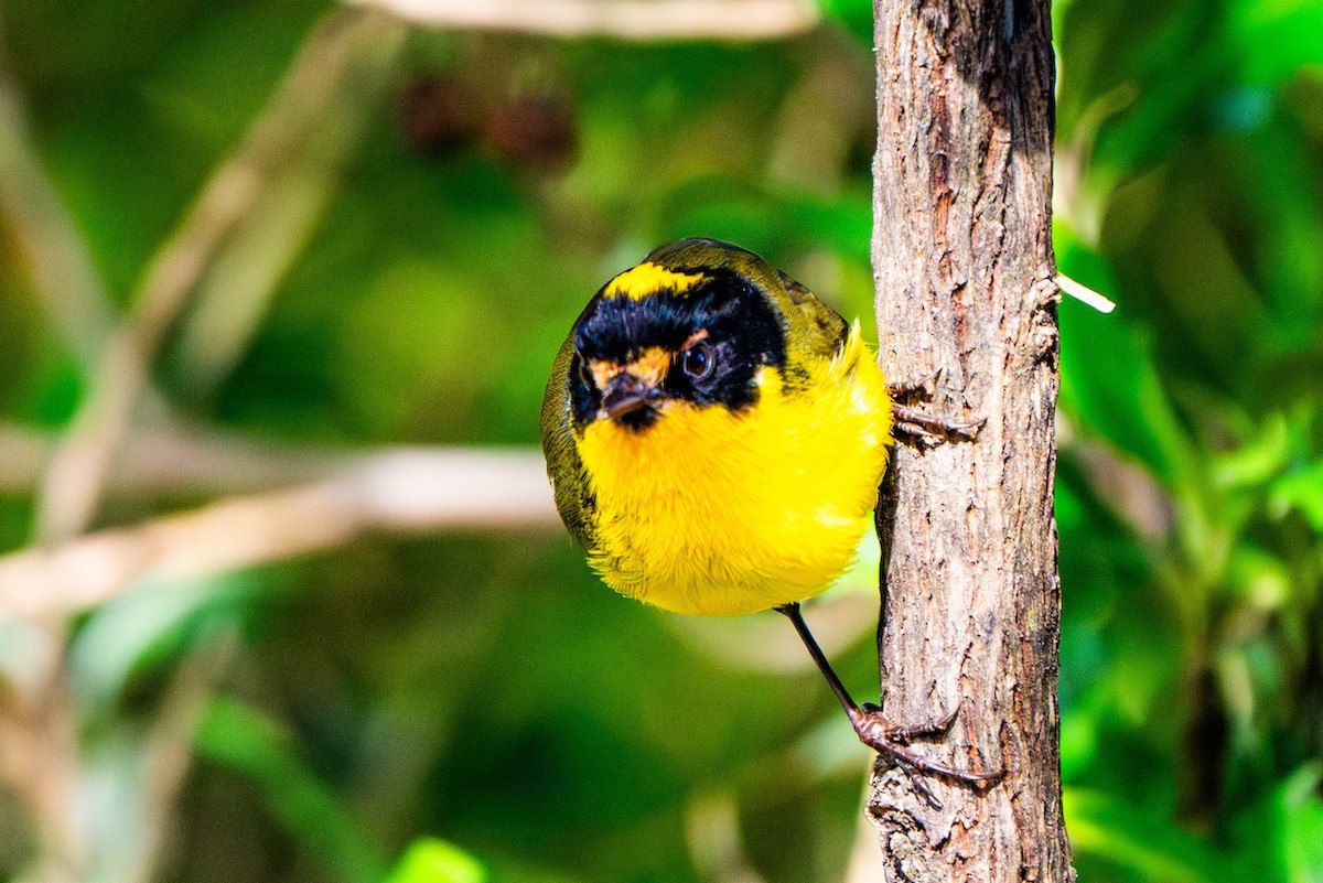Yellow-crowned Redstart - Vimal Konduri