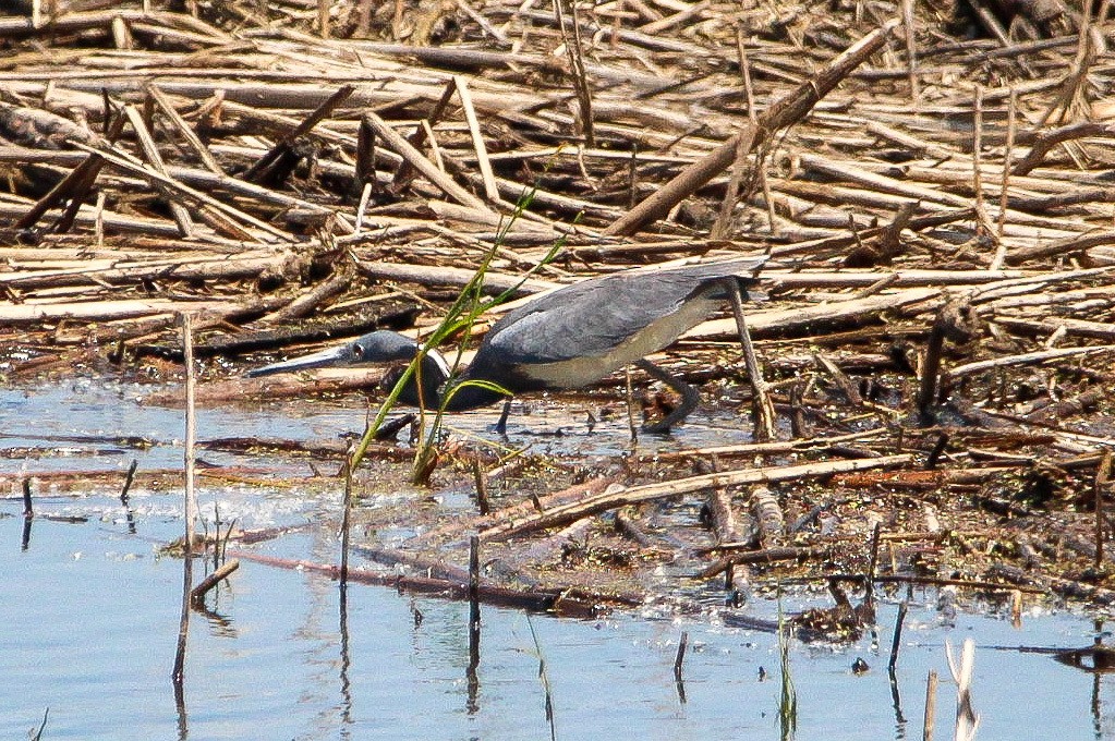 Tricolored Heron - Corey Wagner