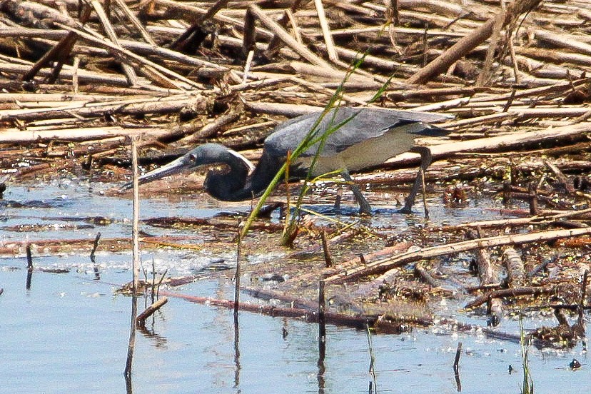 Tricolored Heron - Corey Wagner