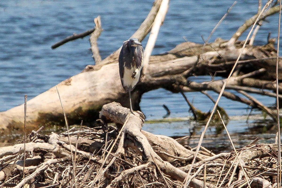 Tricolored Heron - Corey Wagner