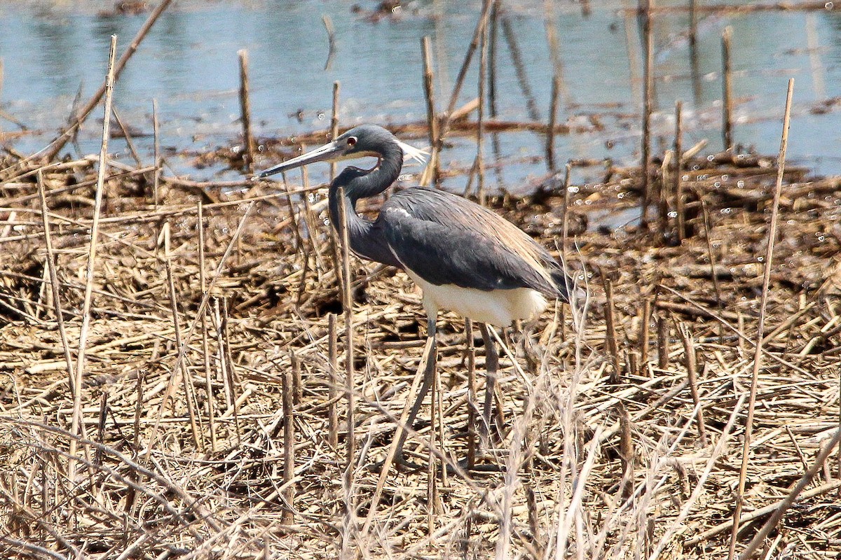 Tricolored Heron - Corey Wagner