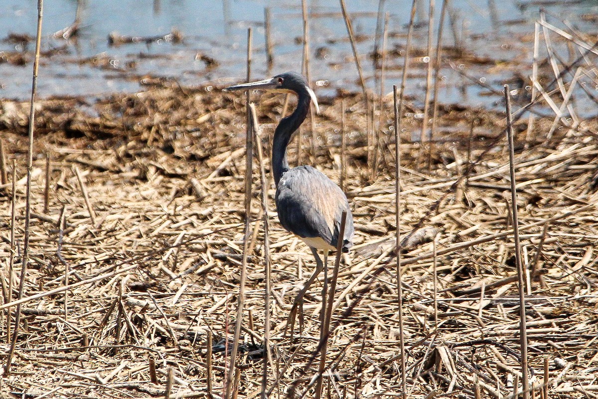 Tricolored Heron - Corey Wagner