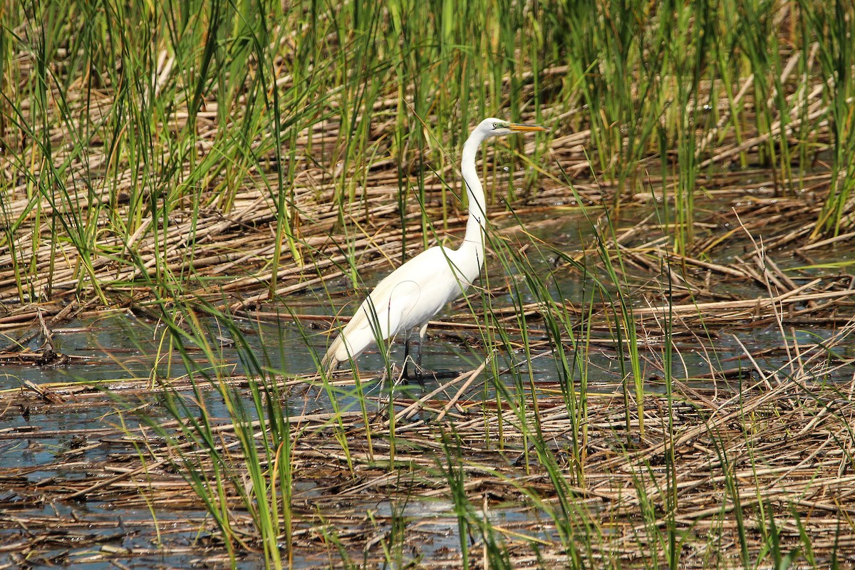 Great Egret - Corey Wagner