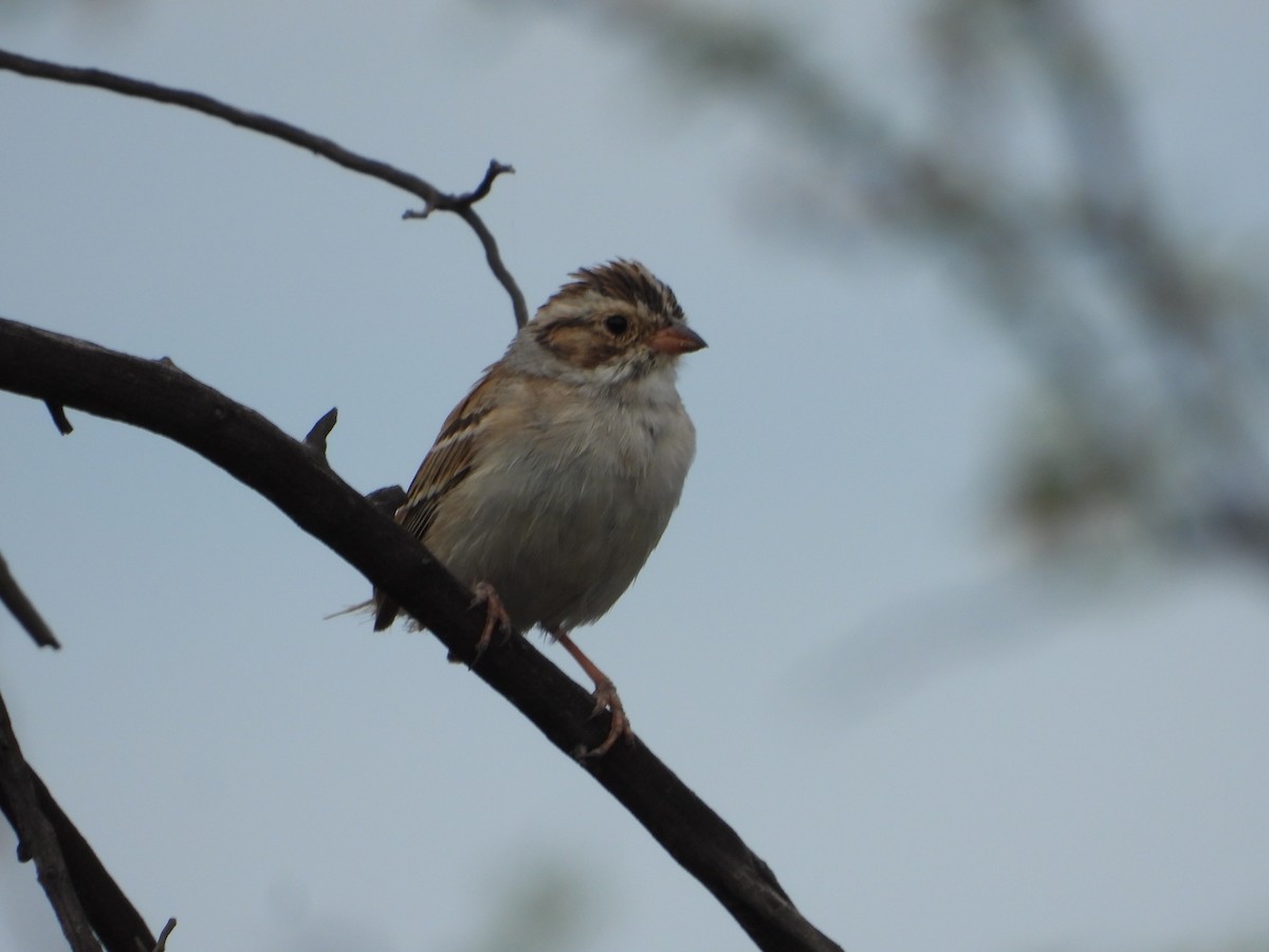 Clay-colored Sparrow - Manuel Alejandro Rodriguez Martinez