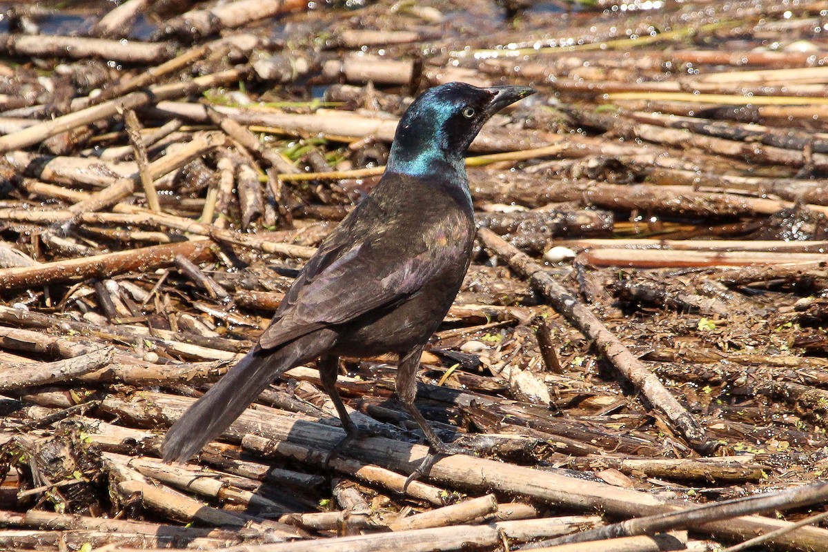 Common Grackle - Corey Wagner