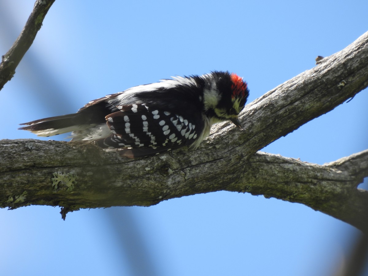 Downy Woodpecker - ML619290387