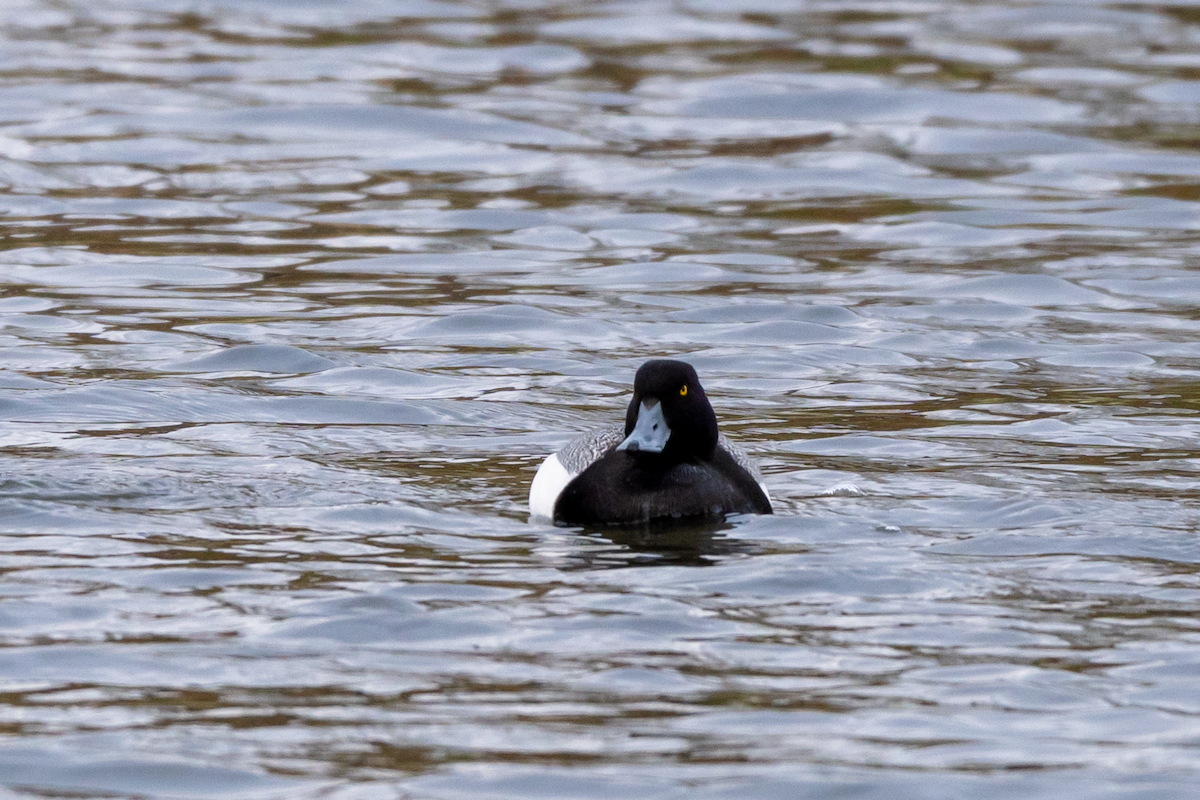 Lesser Scaup - Joseph Losby
