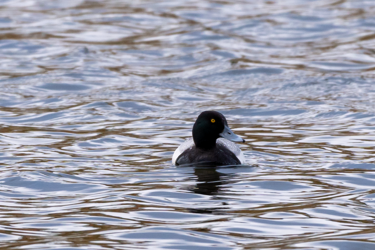 Lesser Scaup - Joseph Losby