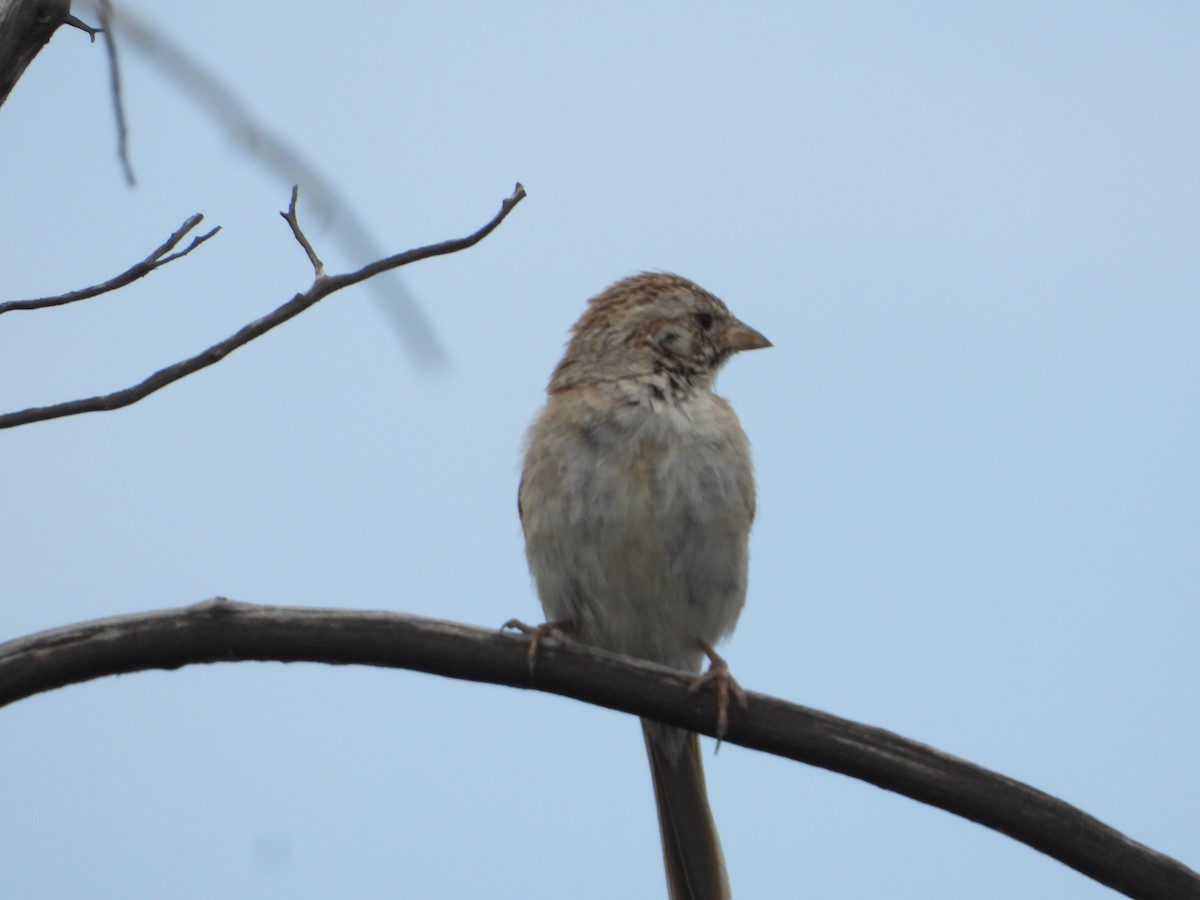 Brewer's Sparrow - Manuel Alejandro Rodriguez Martinez