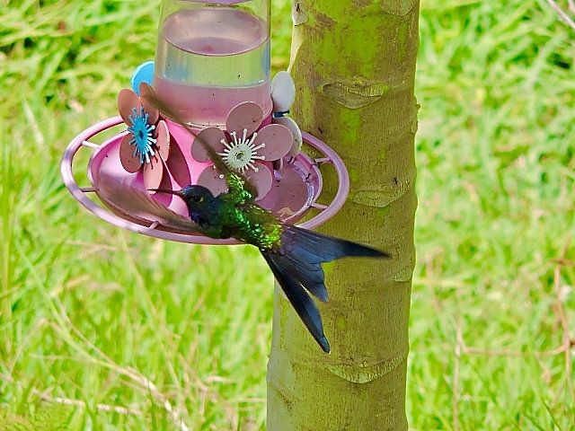 Swallow-tailed Hummingbird - Katryane Camile