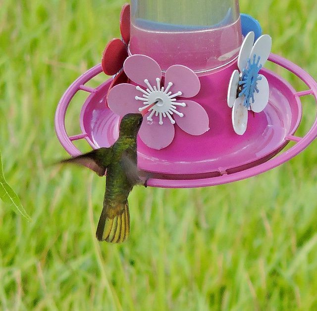 Gilded Hummingbird - Katryane Camile
