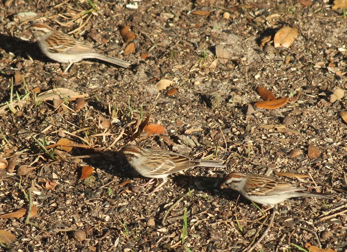 Chipping Sparrow - Mark Hughes