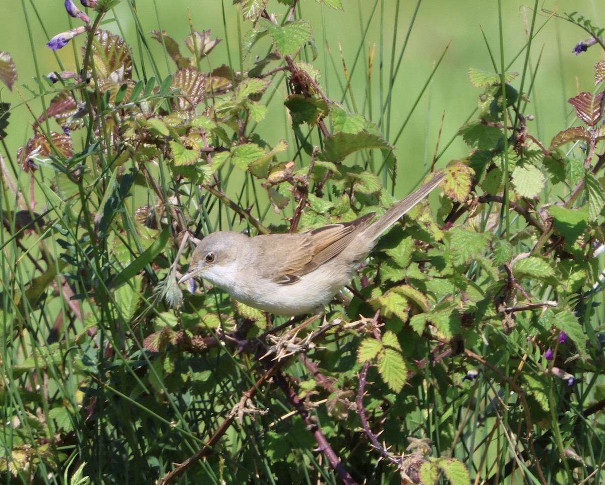 Greater Whitethroat - Steve Nicolai