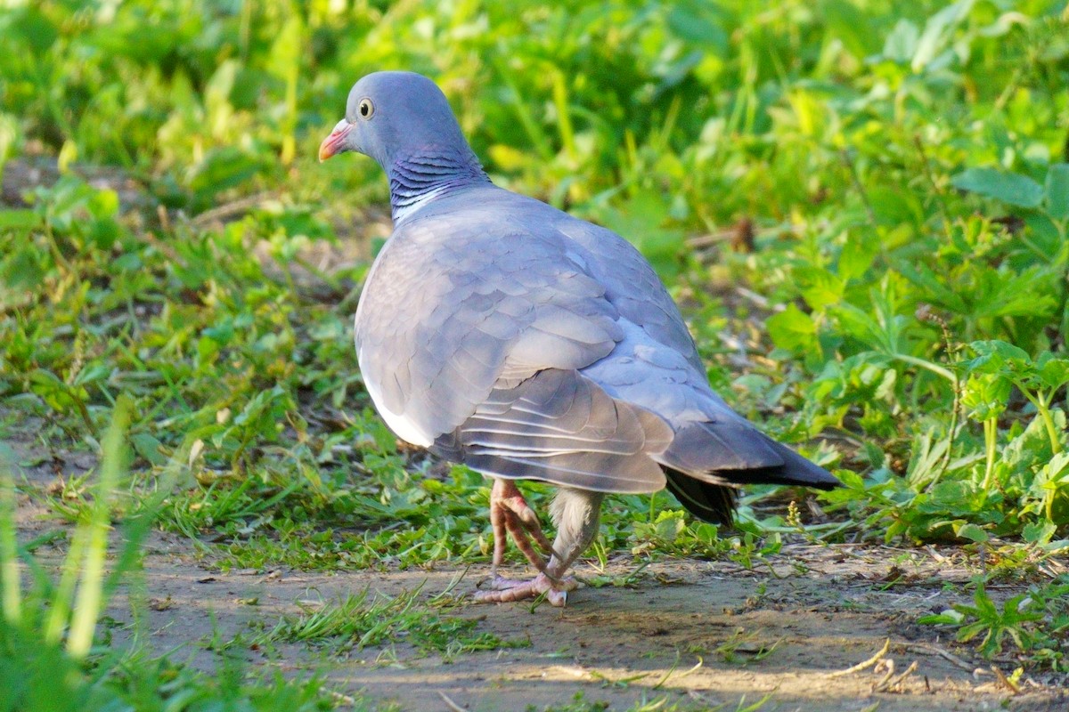 Common Wood-Pigeon - ML619290440