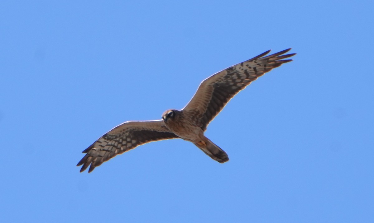 Montagu's Harrier - Piotr Kopciewicz