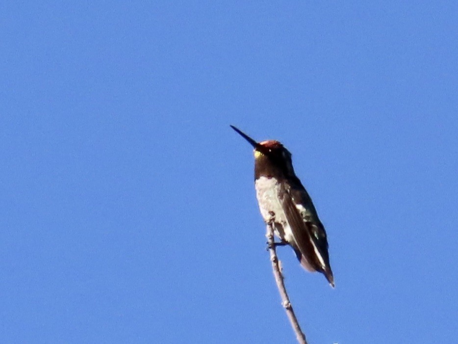 Anna's Hummingbird - Babs Buck