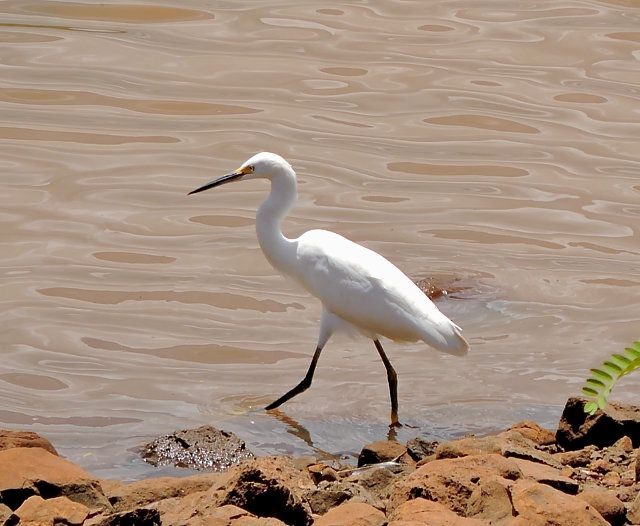 Snowy Egret - Katryane Camile