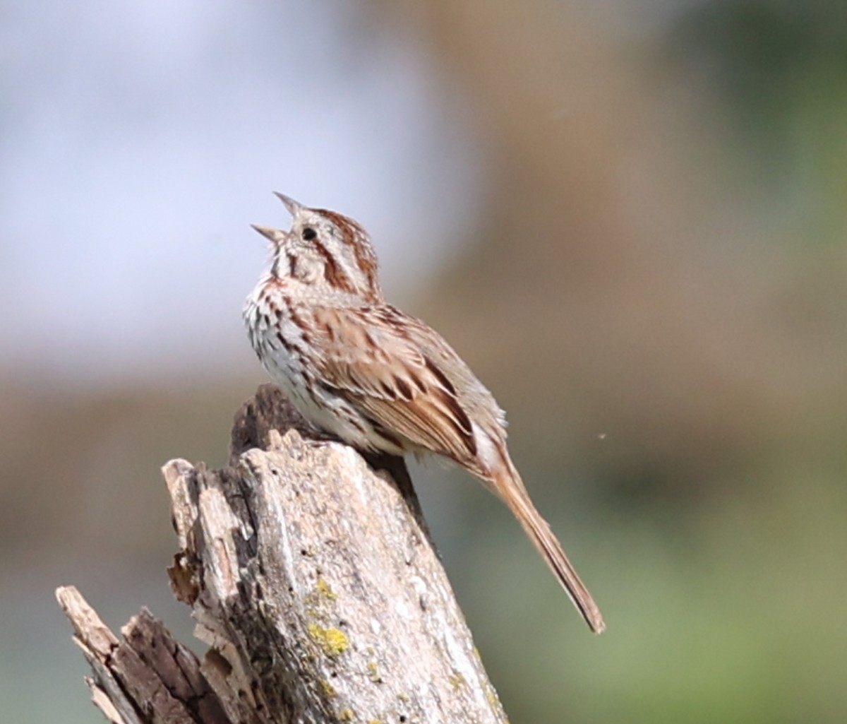 Song Sparrow - Kevin Halling