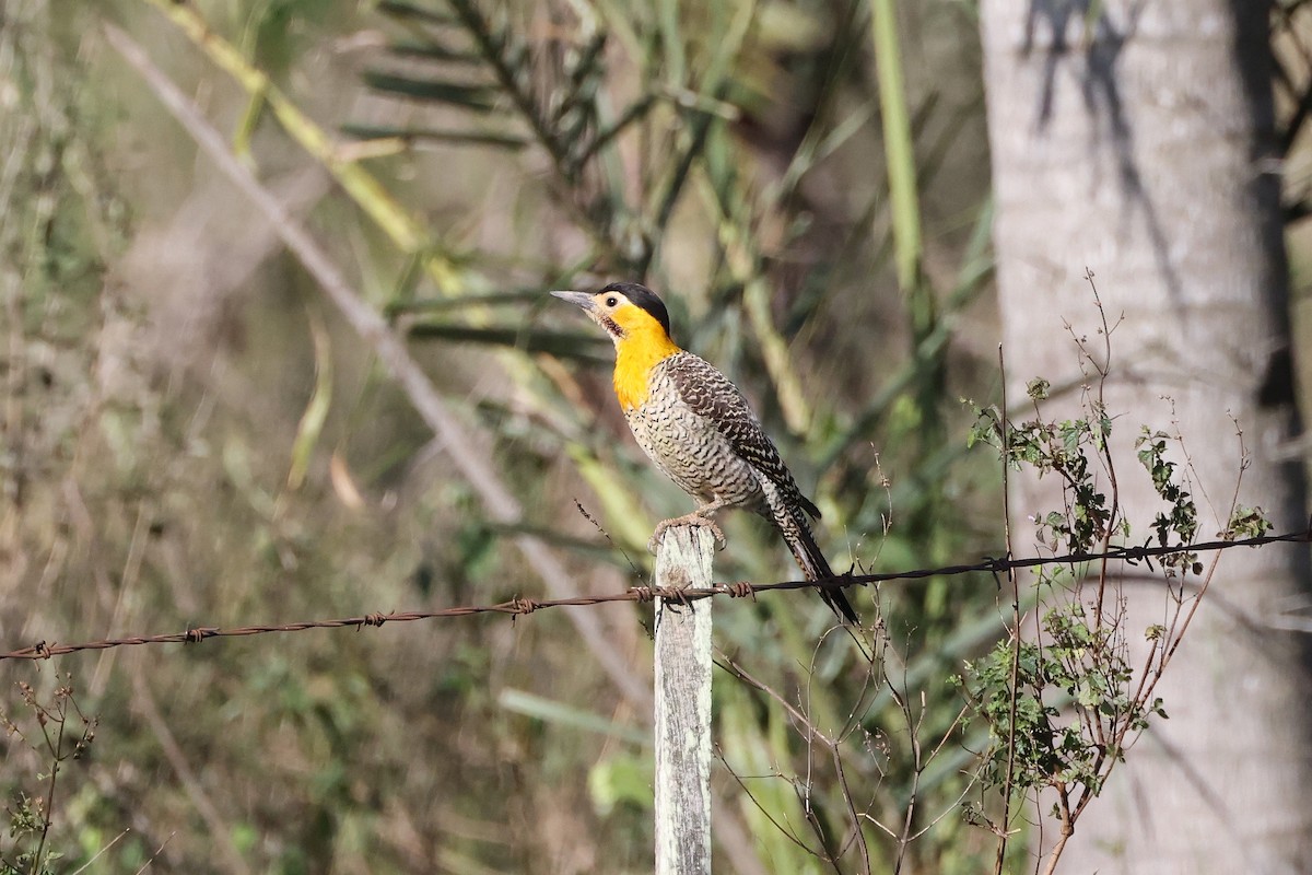 Campo Flicker - Hubert Stelmach